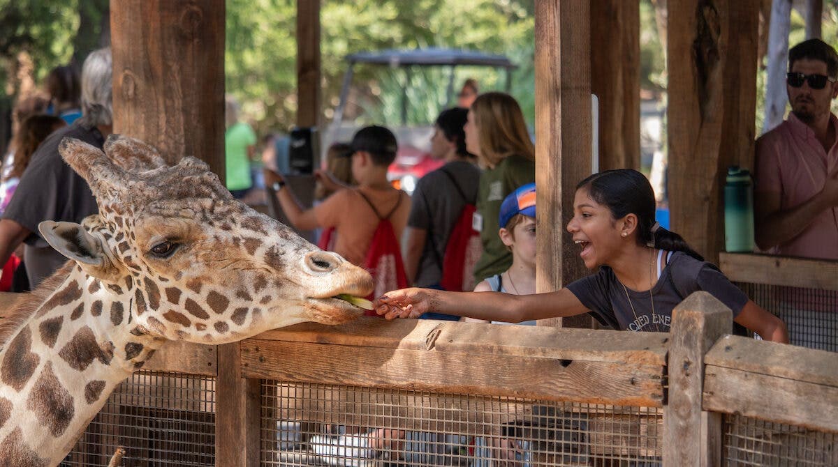 Wild Adventures Camp